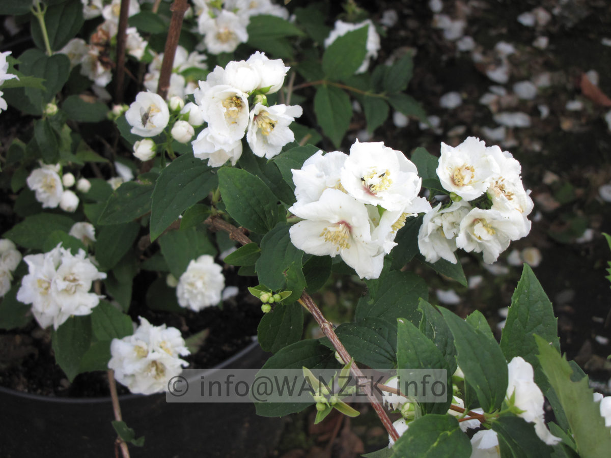 Philadelphus Snowgoose 02.JPG